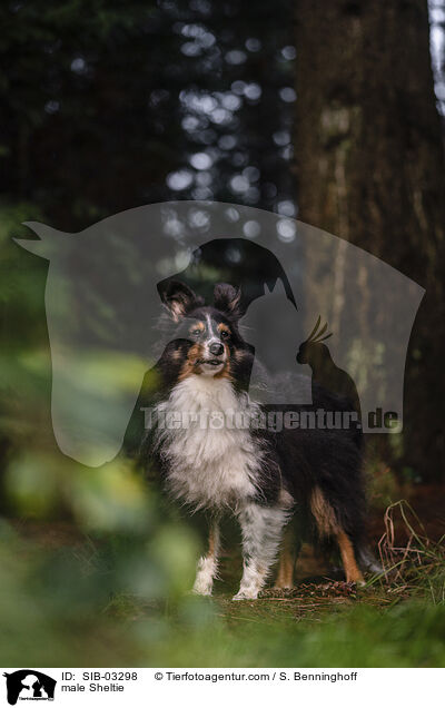 Sheltie Rde / male Sheltie / SIB-03298