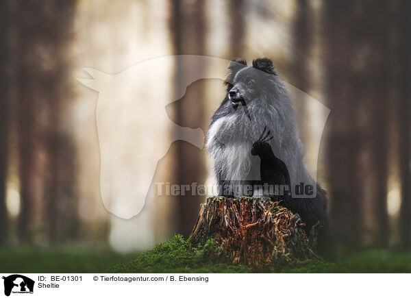 Sheltie / BE-01301