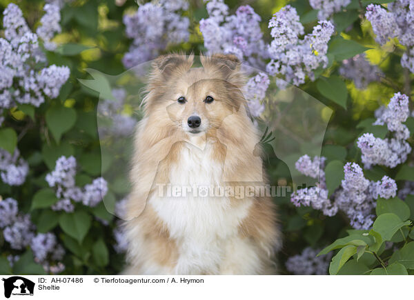 Sheltie / Sheltie / AH-07486