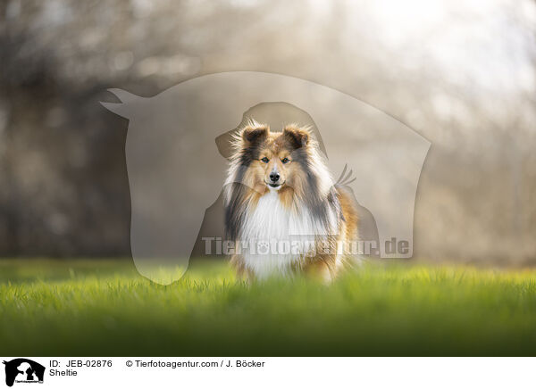 Sheltie / Sheltie / JEB-02876