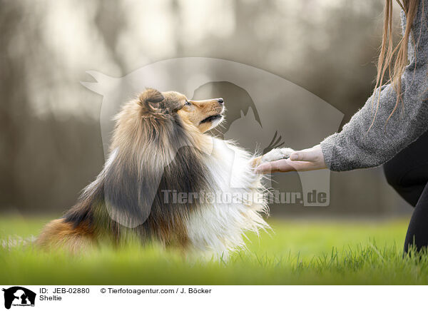 Sheltie / Sheltie / JEB-02880