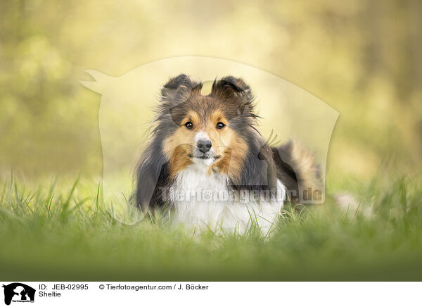 Sheltie / Sheltie / JEB-02995