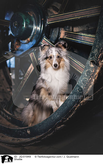 Sheltie / Sheltie / JQ-01949