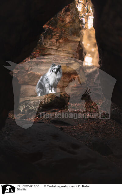 Sheltie / Sheltie / CRO-01066