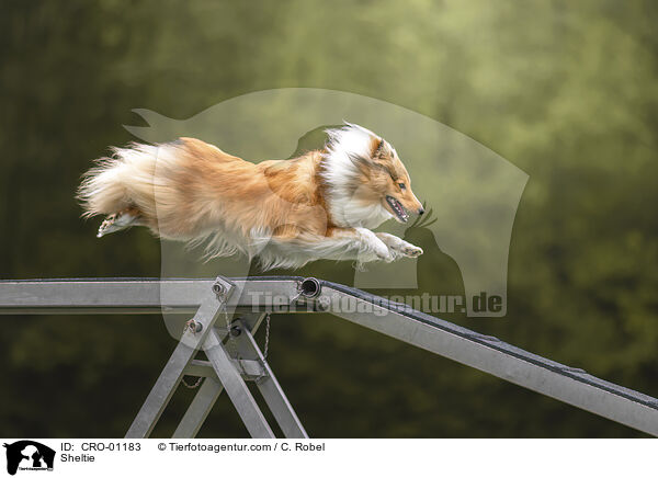 Sheltie / Sheltie / CRO-01183
