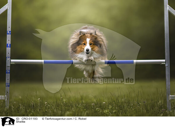 Sheltie / Sheltie / CRO-01193