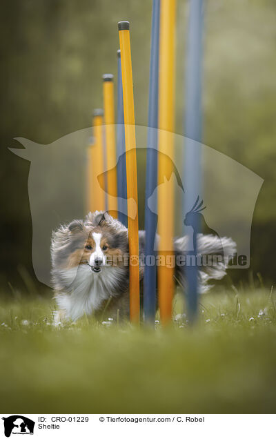 Sheltie / Sheltie / CRO-01229