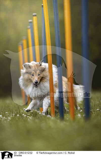 Sheltie / Sheltie / CRO-01232