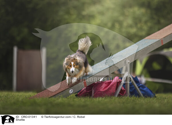 Sheltie / Sheltie / CRO-01341