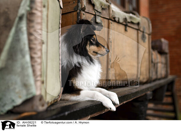 Sheltie Hndin / female Sheltie / AH-08221