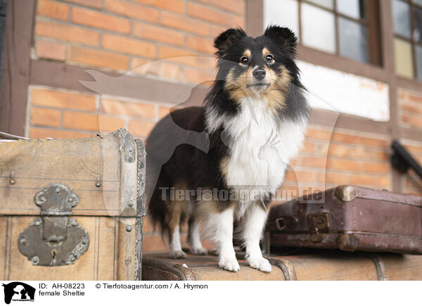 Sheltie Hndin / female Sheltie / AH-08223