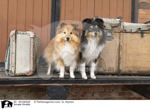 Sheltie Hndin / female Sheltie / AH-08226