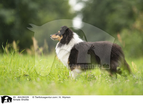 Sheltie Hndin / female Sheltie / AH-08229