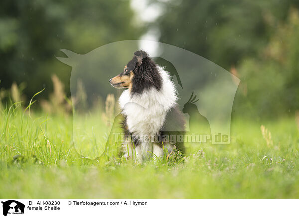 Sheltie Hndin / female Sheltie / AH-08230