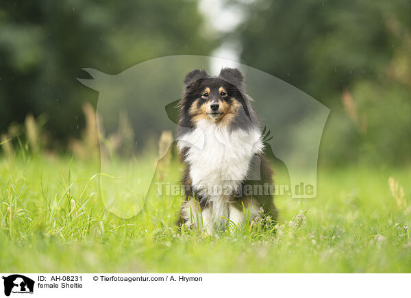Sheltie Hndin / female Sheltie / AH-08231