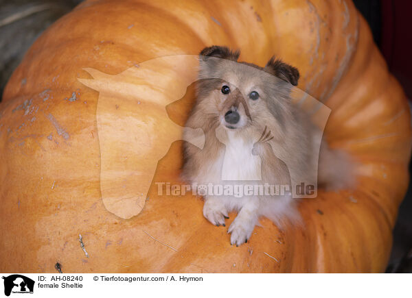 Sheltie Hndin / female Sheltie / AH-08240