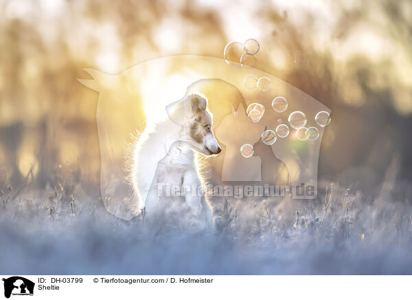 Sheltie / Sheltie / DH-03799