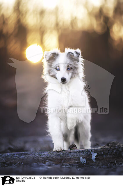 Sheltie / Sheltie / DH-03803