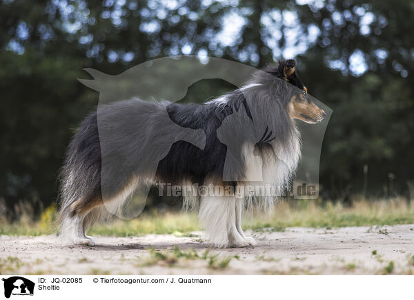 Sheltie / Sheltie / JQ-02085