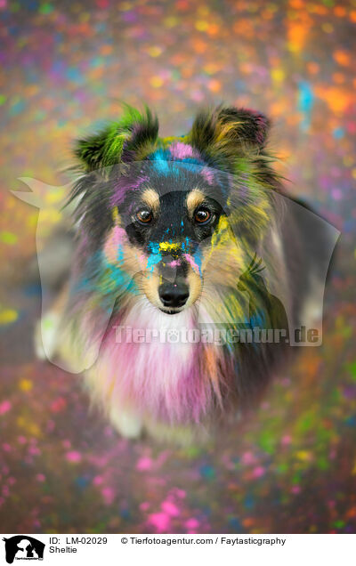 Sheltie / Sheltie / LM-02029