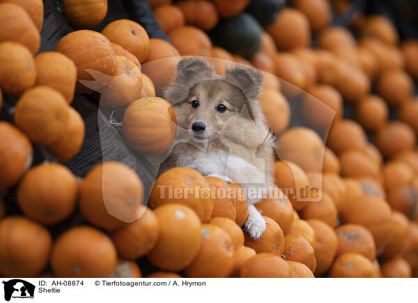 Sheltie / Sheltie / AH-08874