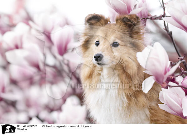 Sheltie / Sheltie / AH-09271