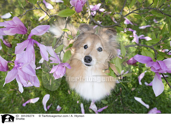 Sheltie / Sheltie / AH-09274