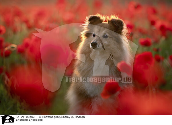 Sheltie / Shetland Sheepdog / AH-09553