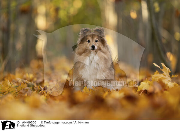 Shetland Sheepdog / AH-09556