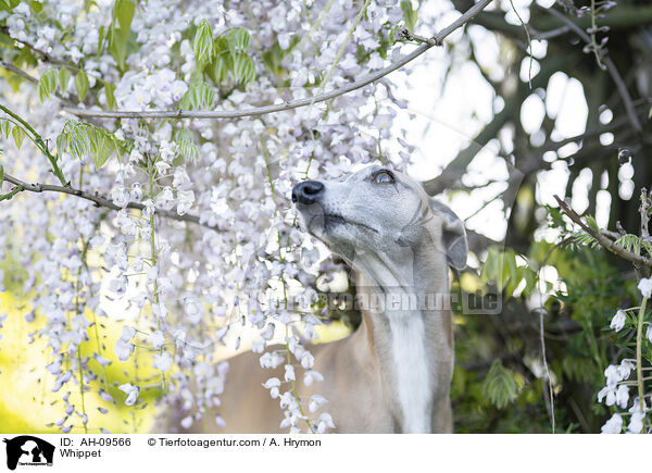 Whippet / Whippet / AH-09566