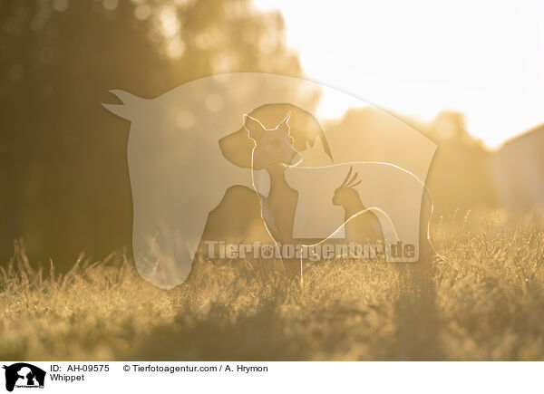 Whippet / Whippet / AH-09575
