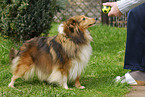 Shetland Sheepdog