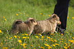 Shetland Sheepdog Puppies