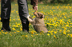 Shetland Sheepdog Puppy