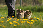 Shetland Sheepdog Puppies