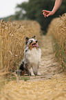 young Shetland Sheepdog