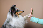 Shetland Sheepdog gives paw