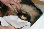 Shetland Sheepdog birth