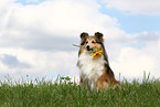 Shetland Sheepdog retrieves flower