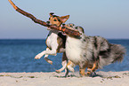 playing dogs