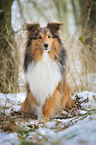 sitting Sheltie