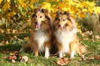 Shetland Sheepdogs