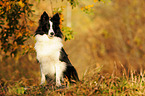 Shetland Sheepdog