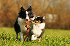 2 Shetland Sheepdogs