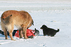 child and 2 dogs