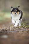 young Shetland Sheepdog