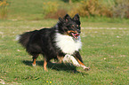 running Shetland Sheepdog