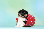 Sheltie Puppy