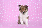 Shetland Sheepdog puppy