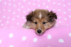Shetland Sheepdog puppy